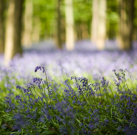 Ashridge bluebells 027