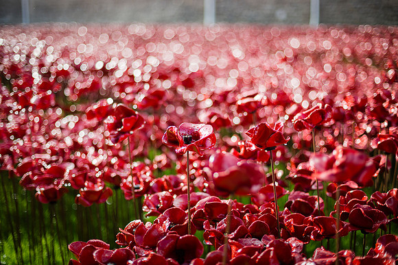IMG_2504 poppies ldscape