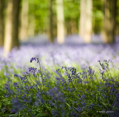 Ashridge bluebells 027