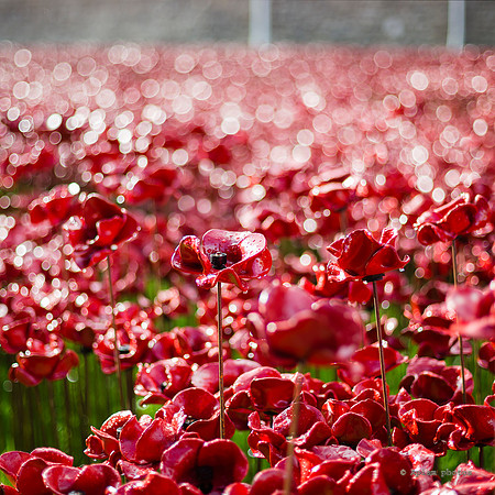 IMG_2504 poppies sq