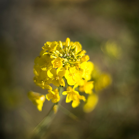 IMG_6084 sq
