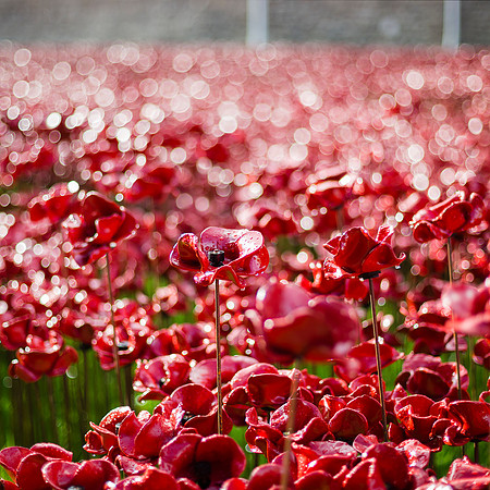 poppies sq
