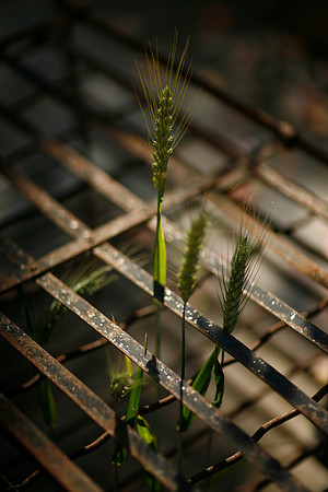 Wheat