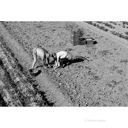 Ramasser les pommes de terre sur la côte d'émeraude