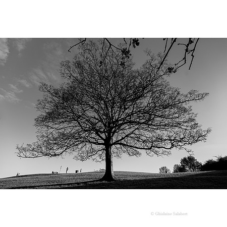 Primrose Hill - Londres