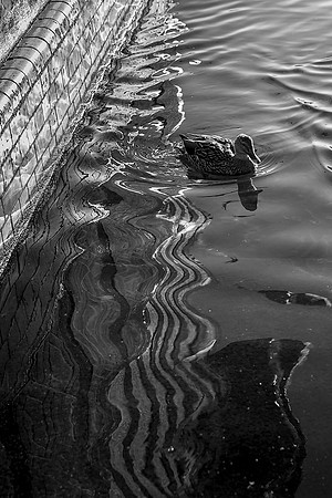 IMG_6932 copy