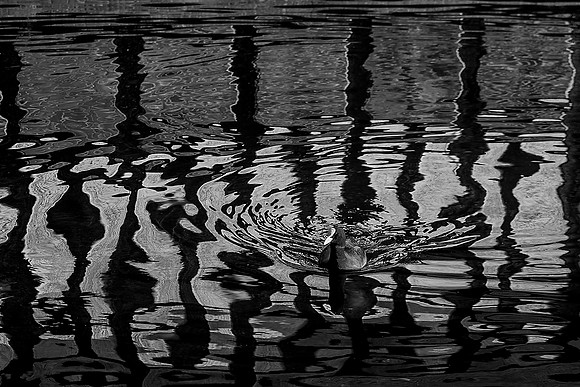 IMG_6921 copy