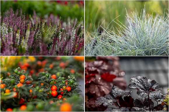 Clifton nurseries autumn plants_1