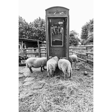 Les moutons et la mangeoire dasn la cabine téléphonique de la ferme urbaine, Londres
